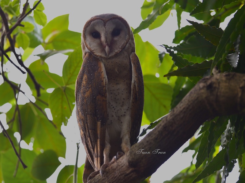 Birds of South East Asia