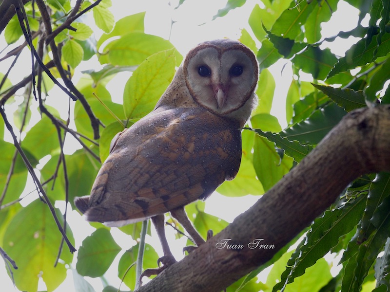 Birds of South East Asia