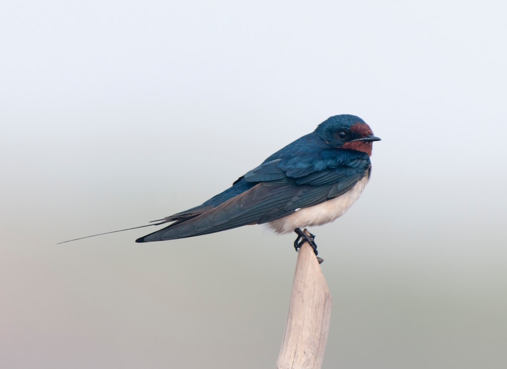 Birds of South East Asia