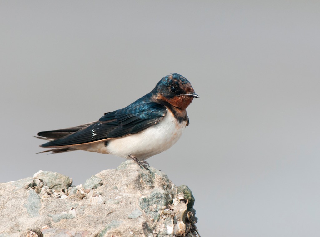 Birds of South East Asia