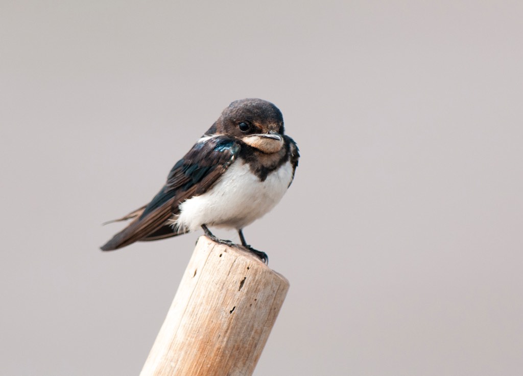 Birds of South East Asia