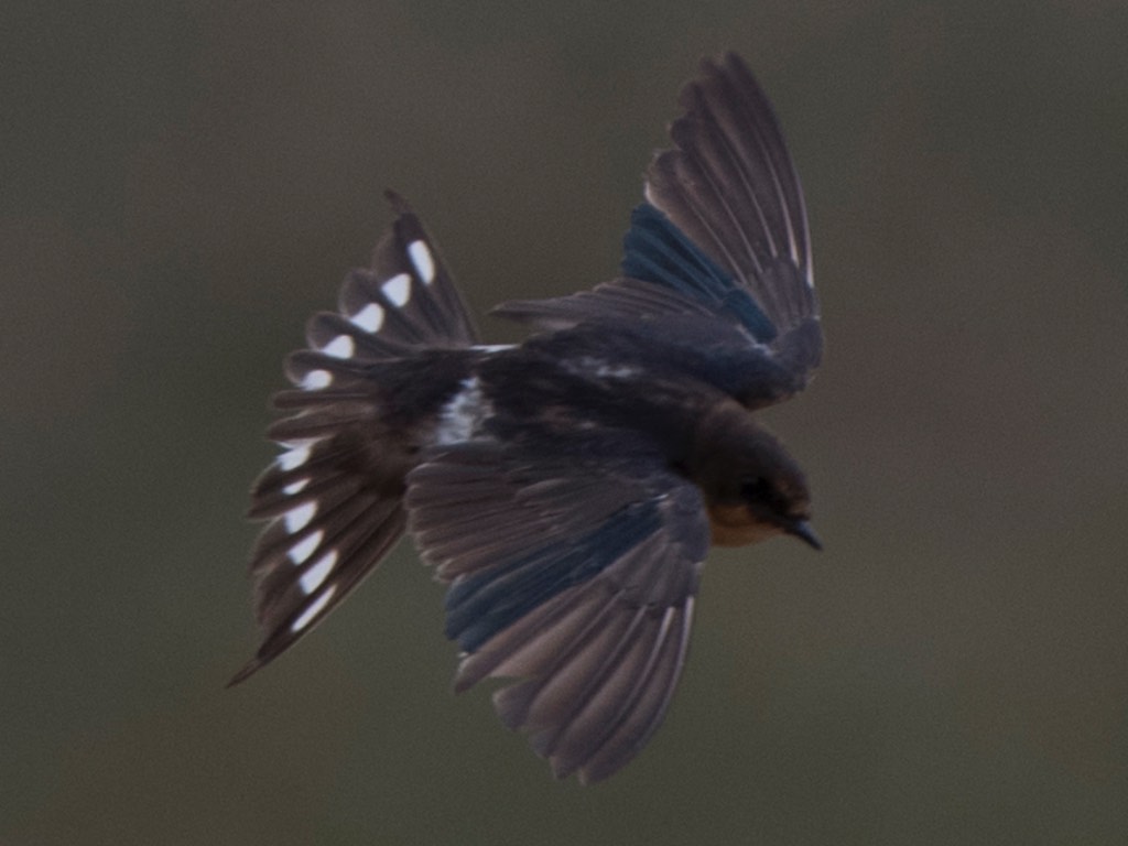 Birds of South East Asia