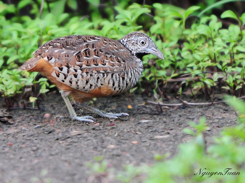 Birds of South East Asia