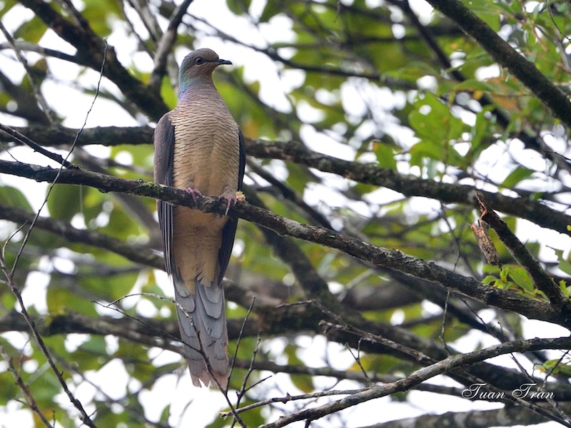 Birds of South East Asia