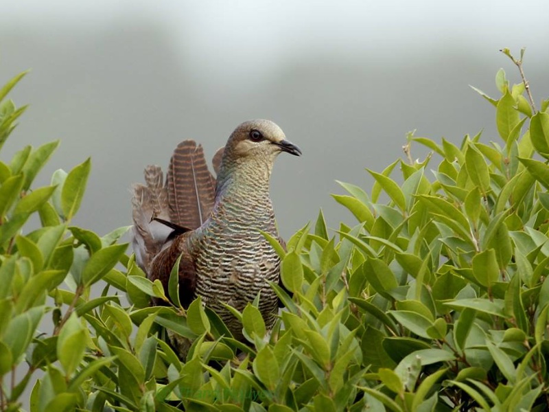Birds of South East Asia
