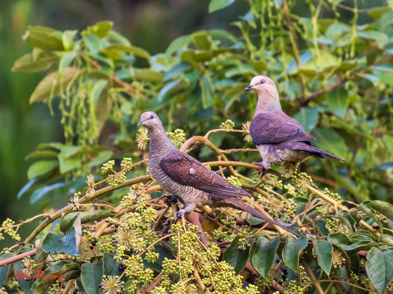 Birds of South East Asia