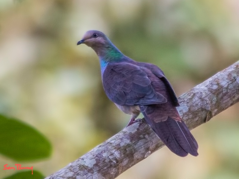 Birds of South East Asia