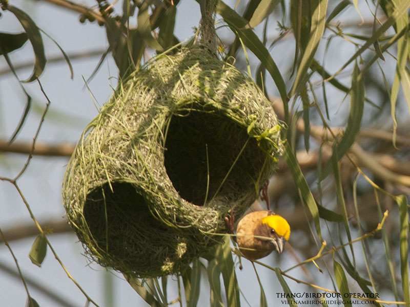 Birds of South East Asia