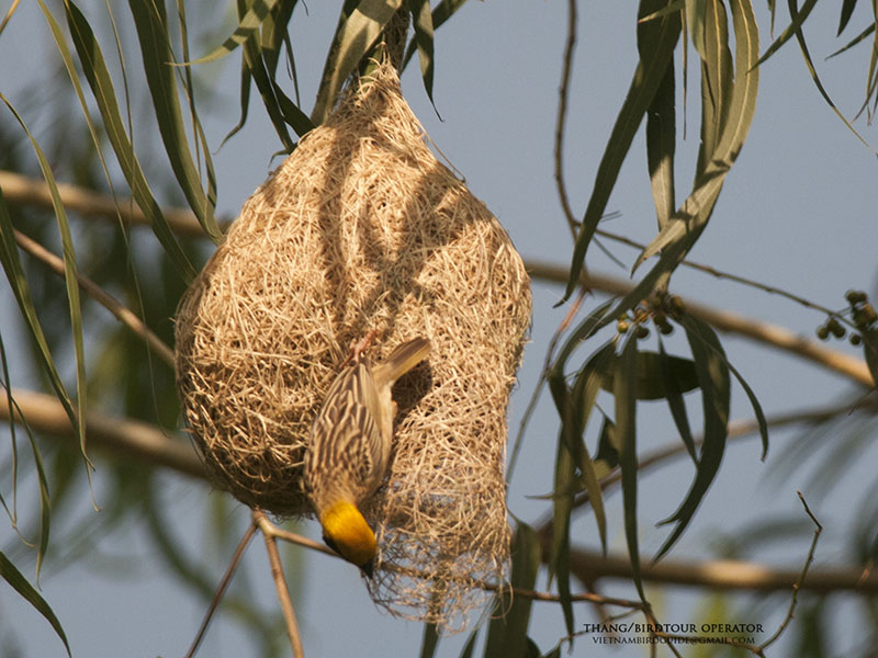 Birds of South East Asia