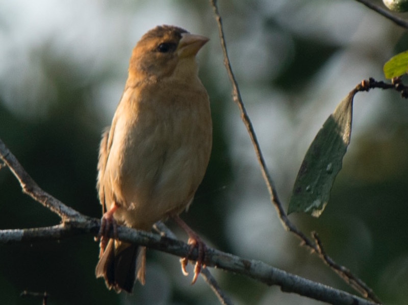 Birds of South East Asia