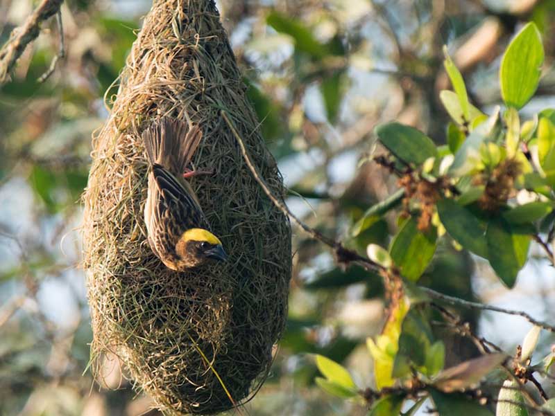 Birds of South East Asia