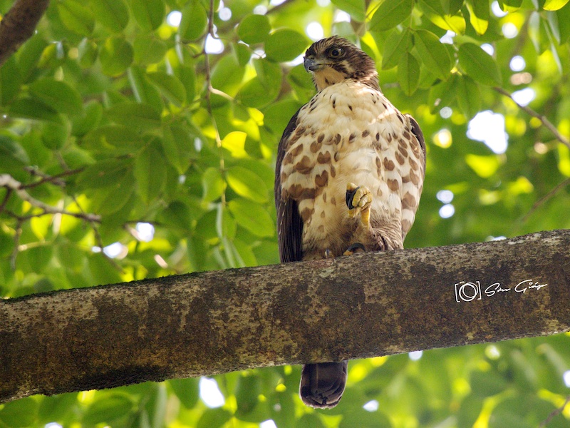 Birds of South East Asia