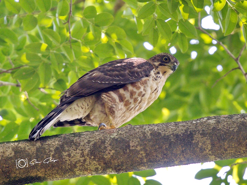 Birds of South East Asia