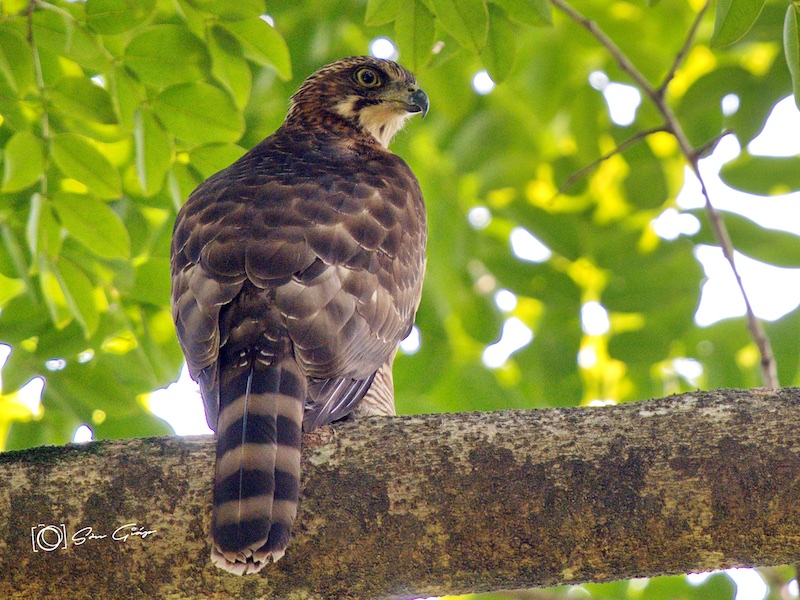 Birds of South East Asia