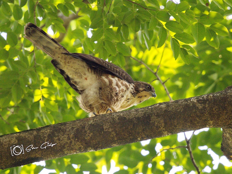 Birds of South East Asia