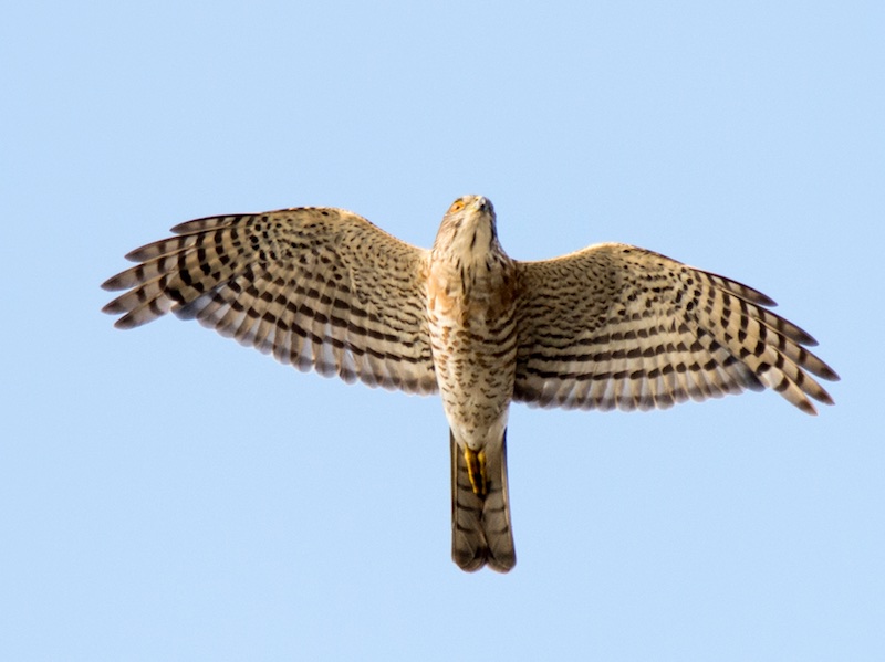 Birds of South East Asia