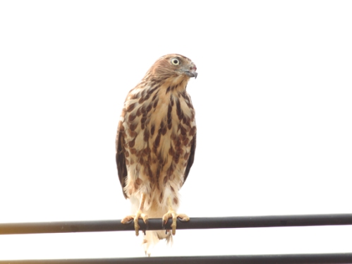 Birds of South East Asia