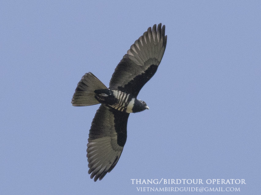 Birds of South East Asia