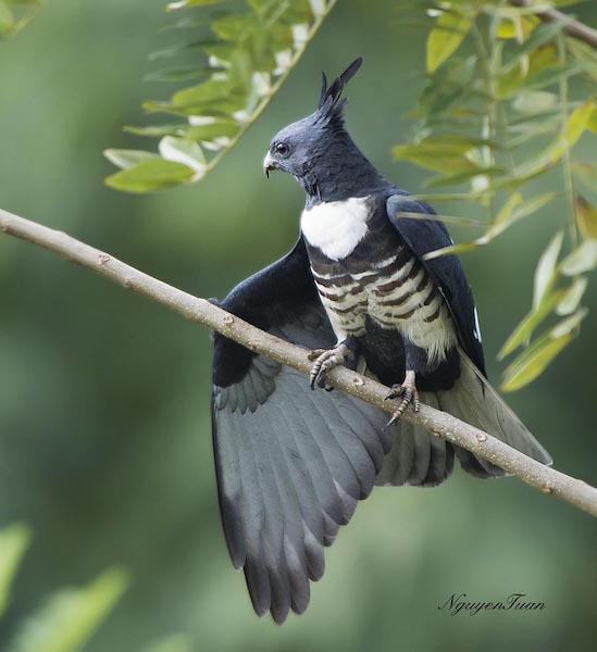 Birds of South East Asia