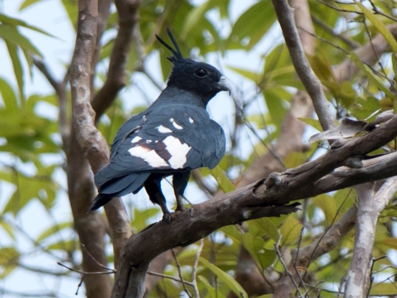 Birds of South East Asia