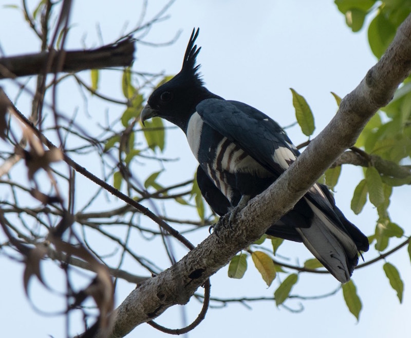 Birds of South East Asia