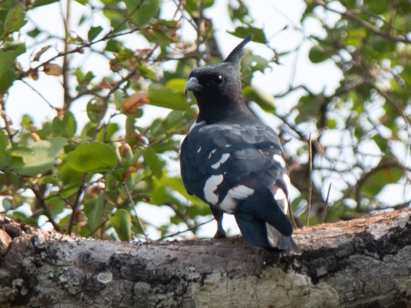 Birds of South East Asia
