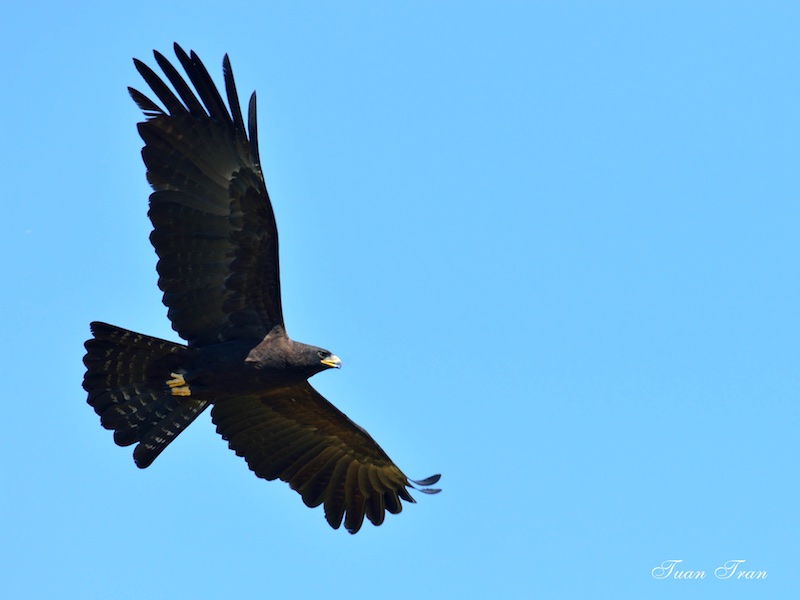 Birds of South East Asia