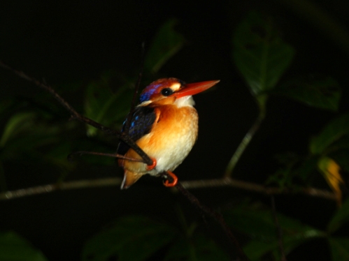 Birds of South East Asia