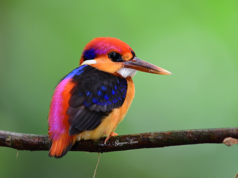 Birds of South East Asia