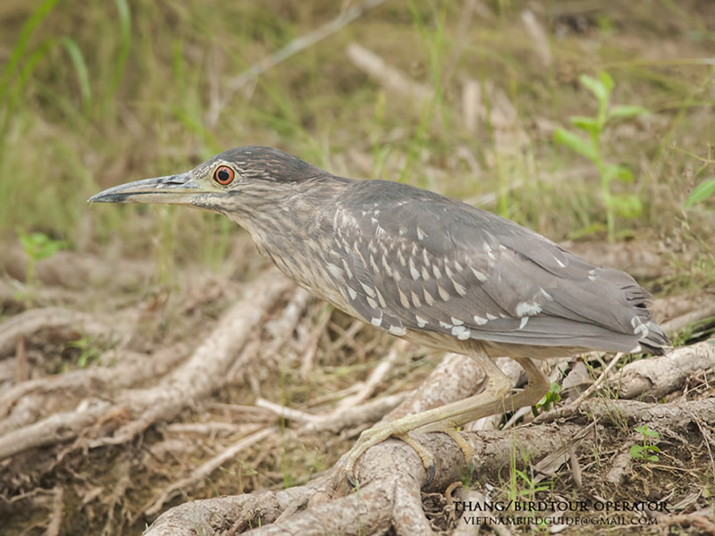 Birds of South East Asia
