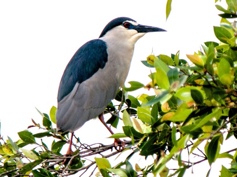 Birds of South East Asia