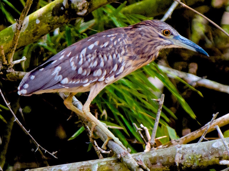 Birds of South East Asia