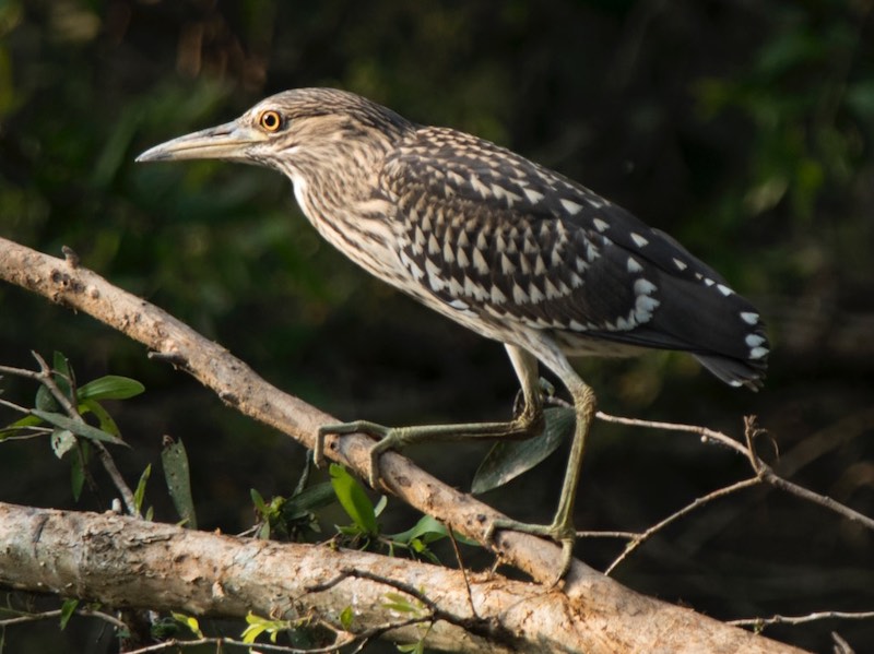Birds of South East Asia