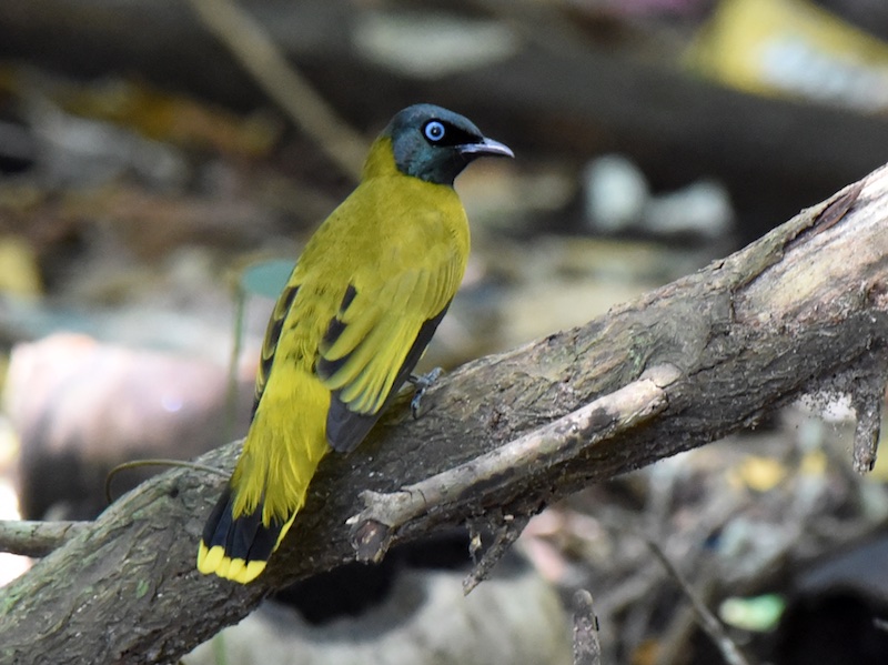 Birds of South East Asia