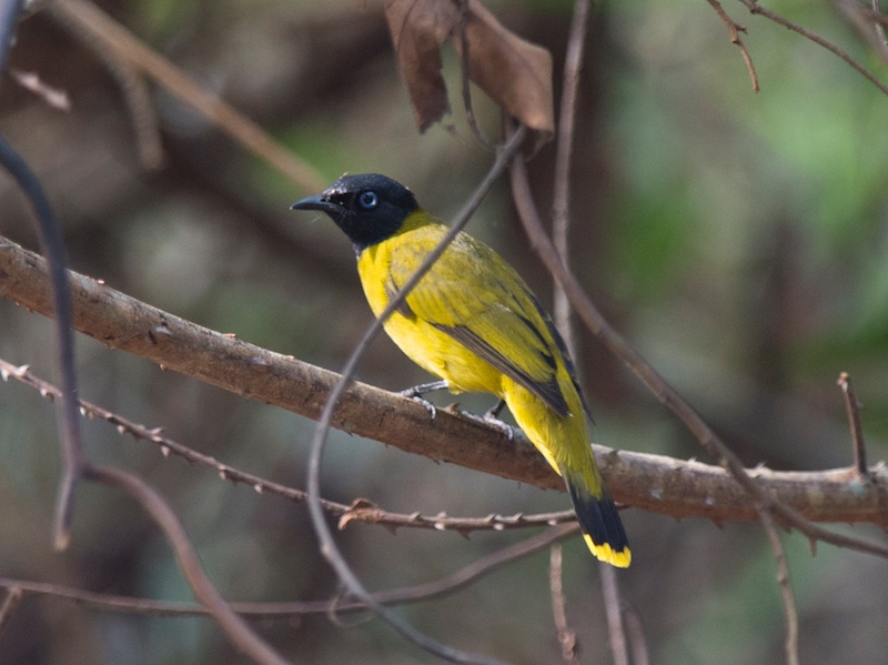 Birds of South East Asia