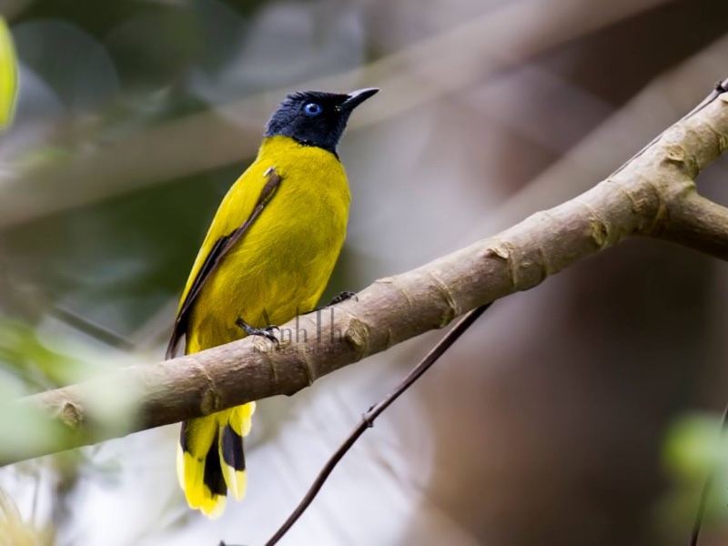 Birds of South East Asia