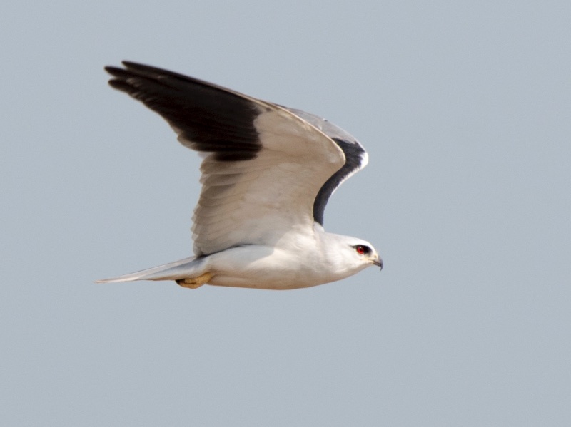 Birds of South East Asia