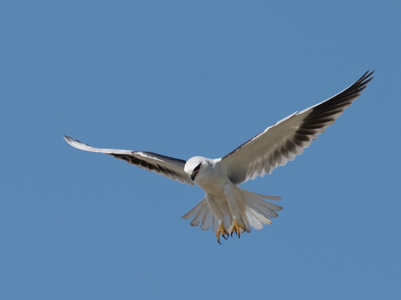 Birds of South East Asia