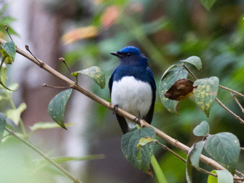 Birds of South East Asia
