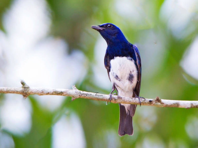 Birds of South East Asia