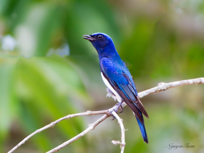 Birds of South East Asia