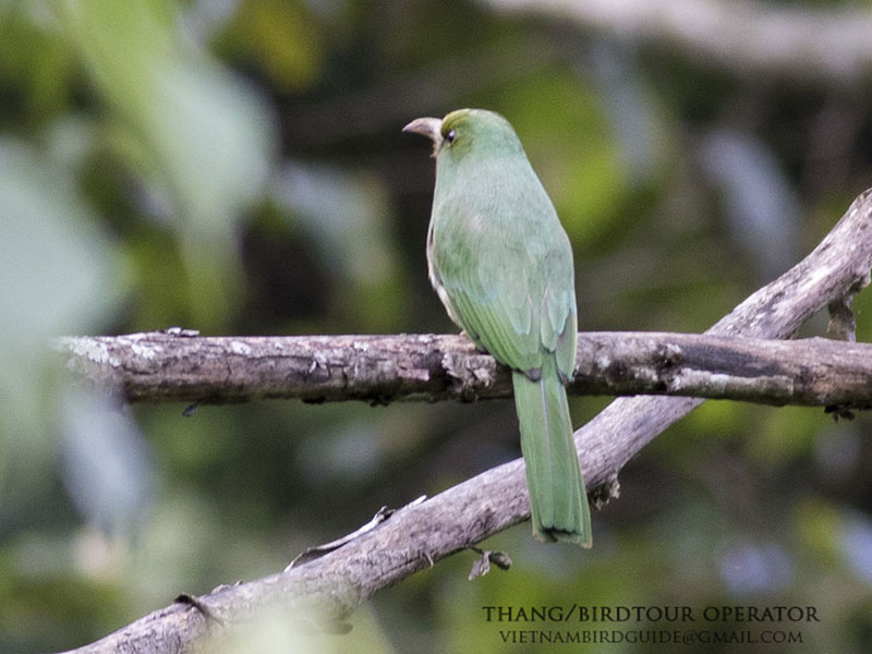 Birds of South East Asia