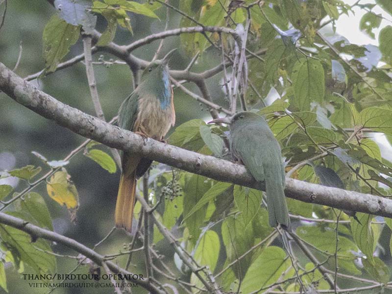 Birds of South East Asia