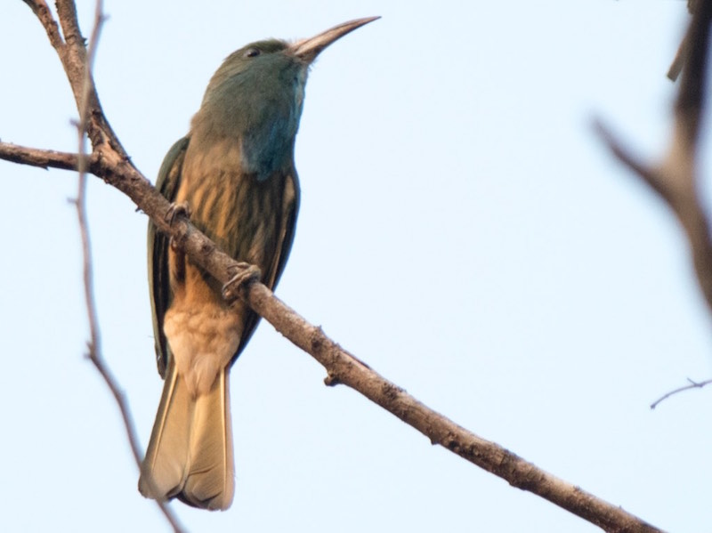 Birds of South East Asia