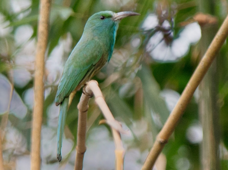 Birds of South East Asia