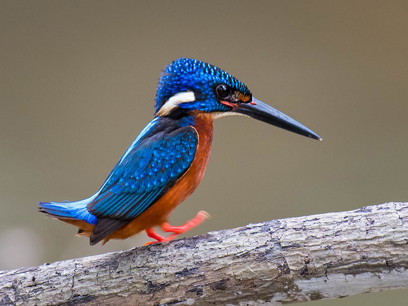Birds of South East Asia