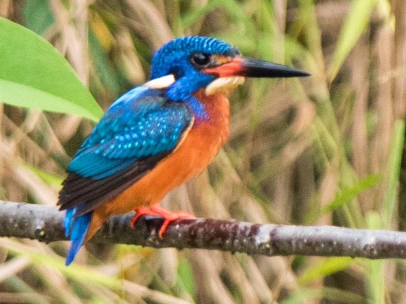 Birds of South East Asia