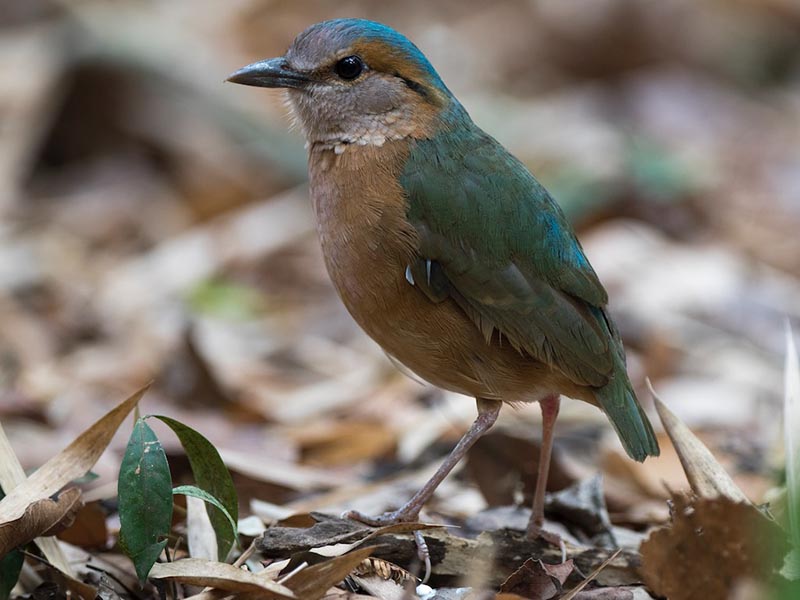 Birds of South East Asia
