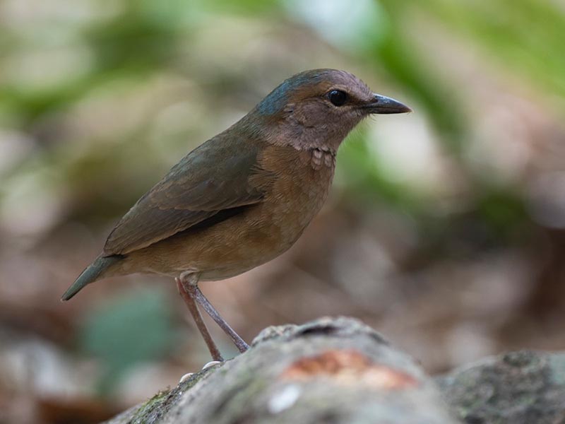 Birds of South East Asia