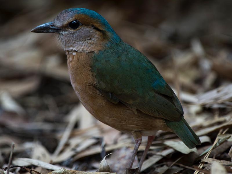Birds of South East Asia